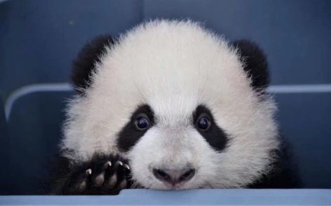 原创:什么是文旅项目中的好IP？