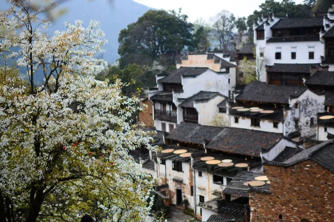 寻找乡村旅游发展“最优解”