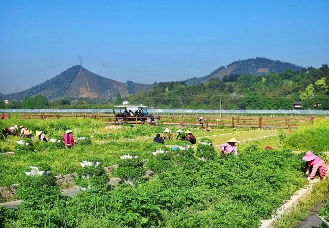 寻找乡村旅游发展“最优解”