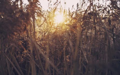 锚定文化内核 塑造长效价值