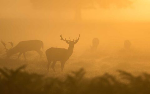 内容种草获客 数字赋能增长