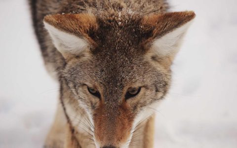 转化率：文旅数字营销的效果度量与优化