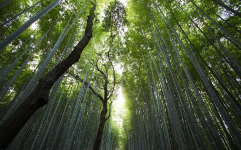 红潮涌动：政策东风激活文旅新动能