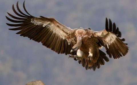 声量：数字营销的共振法则