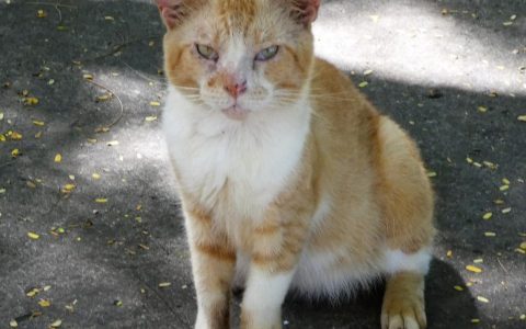 文旅投融资模式创新：机制重塑与实践路径